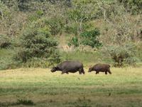 Arusha-Nationalpark - Büffel