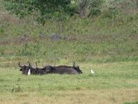 Arusha-Nationalpark - Büffel