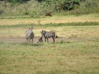 Arusha-Nationalpark - Zebras