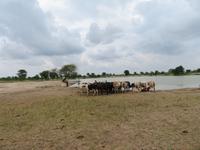 Fahrt zum Tarangire-Nationalpark - künstlich angelegte Wasserstelle für die Viehherden