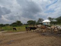 Fahrt zum Tarangire-Nationalpark