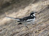 Tarangire Simba Lodge -