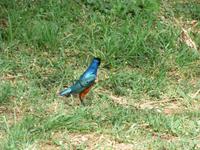 Tarangire Simba Lodge - Dreifarben-Glanzstar