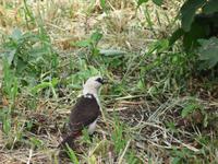 Tarangire Simba Lodge - Starweber