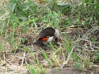 Tarangire Simba Lodge - Starweber