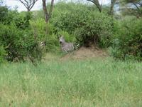Tarangire Nationalpark - Zebras
