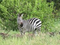 Tarangire Nationalpark - Zebras