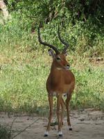 Tarangire Nationalpark - Impalla