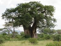 Tarangire Nationalpark - Baobab-Baum