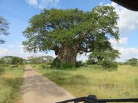 Tarangire Nationalpark - Baobab-Baum