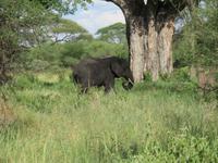 Tarangire Nationalpark - der erste Elefant
