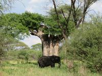 Tarangire Nationalpark - der erste Elefant