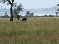 Tarangire Nationalpark - Büffel