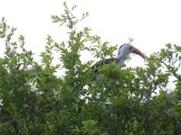 Tarangire Nationalpark - Rotschnabel Tokko