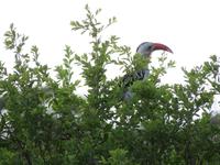 Tarangire Nationalpark - Rotschnabel Tokko