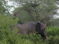 Tarangire Nationalpark - Elefant