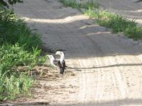 Tarangire Nationalpark - Decken Tokko