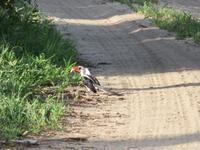Tarangire Nationalpark - Decken Tokko