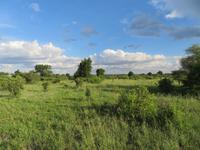 Tarangire Nationalpark
