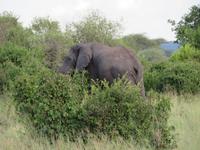 Tarangire Nationalpark - Elefant