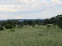 Tarangire Nationalpark - Elefanten