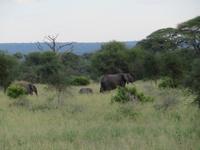 Tarangire Nationalpark - Elefanten