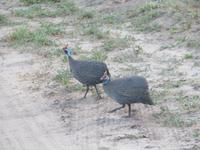 Tarangire Nationalpark - Perlhühner