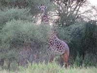 Tarangire Nationalpark - Giraffe
