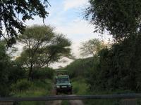Tarangire Nationalpark - Pirschfahrt