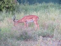 Tarangire Nationalpark - Impalas