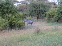 Tarangire Nationalpark - Zebra