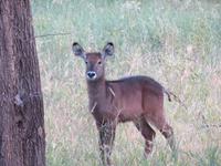 Tarangire Nationalpark - Buschbock