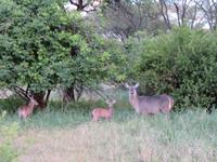 Tarangire Nationalpark - Buschböcke