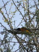 Tarangire Nationalpark - Maskenweber