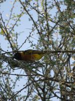 Tarangire Nationalpark - Maskenweber