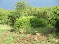 Tarangire Nationalpark - Dikdiks