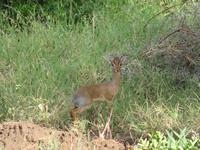 Tarangire Nationalpark - Dikdiks