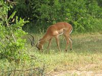 Tarangire Nationalpark - Impalla
