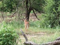 Tarangire Nationalpark - Impalla