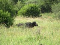 Tarangire Nationalpark - Büffel