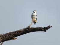 Tarangire Nationalpark -