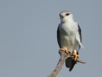 Tarangire Nationalpark -