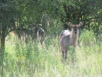 Tarangire Nationalpark - Buschbock