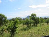 Tarangire Nationalpark -