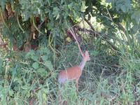 Tarangire Nationalpark - Dikdiks