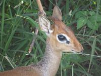 Tarangire Nationalpark - Dikdik