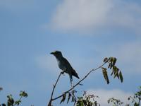 Tarangire Nationalpark - Gabelschwanz-Racke