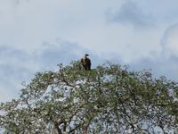 Tarangire Nationalpark - Weißrückengeier
