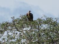Tarangire Nationalpark - Weißrückengeier