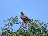 Tarangire Nationalpark - Raubadler